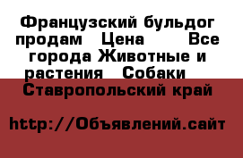 Французский бульдог продам › Цена ­ 1 - Все города Животные и растения » Собаки   . Ставропольский край